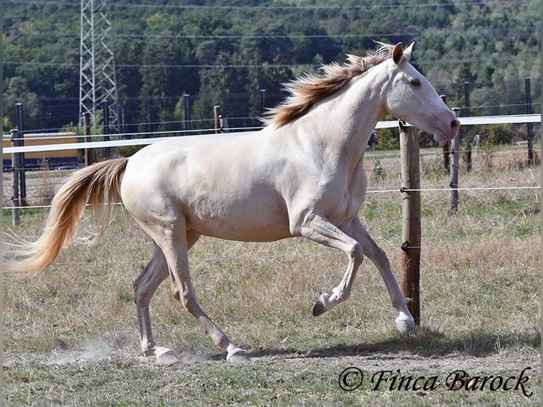 Andalusian Mare 3 years 15.1 hh Pearl in Wiebelsheim