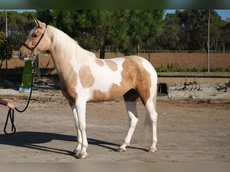 Andalusian Mare 3 years 15,1 hh Pinto in Hamburg