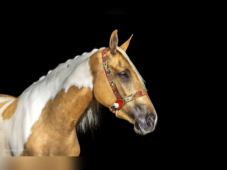 Andalusian Mare 3 years 15,1 hh Pinto in Hamburg