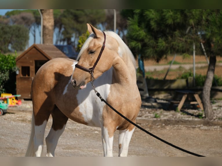 Andalusian Mare 3 years 15,1 hh Pinto in Hamburg