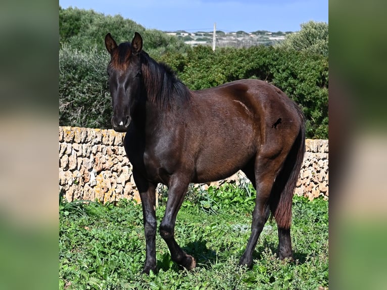 Andalusian Mare 3 years 15,2 hh Black in Menorca