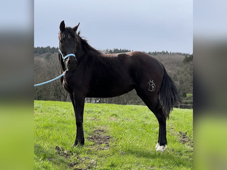 Andalusian Mare 3 years 15,2 hh Black in Aachen