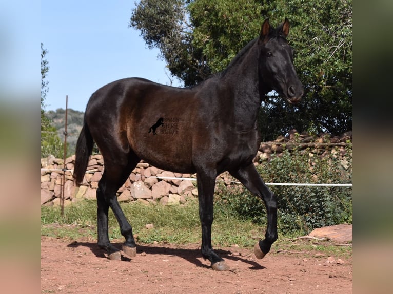 Andalusian Mare 3 years 15,2 hh Black in Menorca