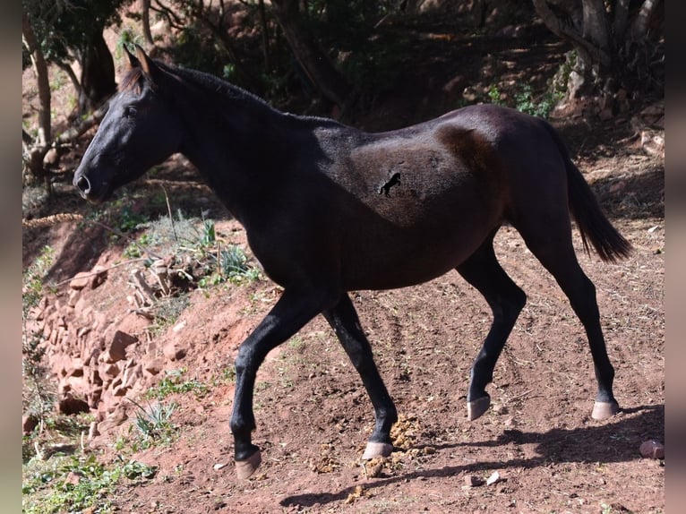 Andalusian Mare 3 years 15,2 hh Black in Menorca