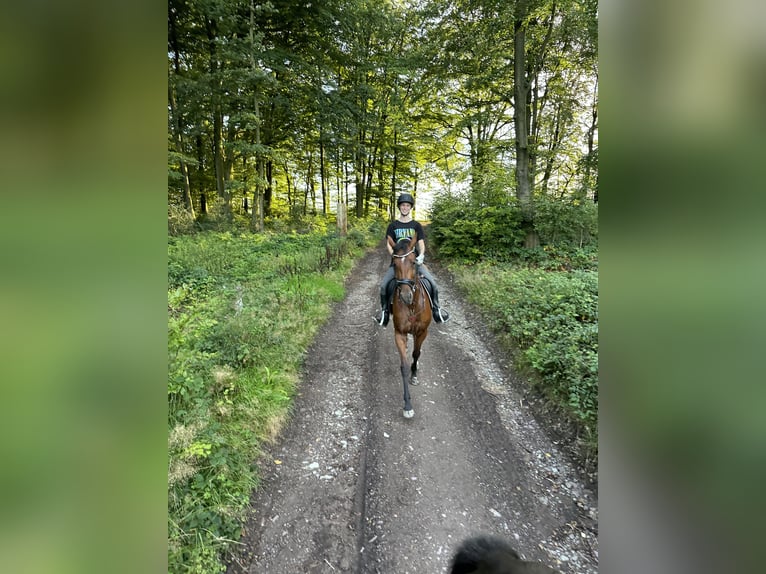 Andalusian Mare 3 years 15,2 hh Brown in Ennepetal
