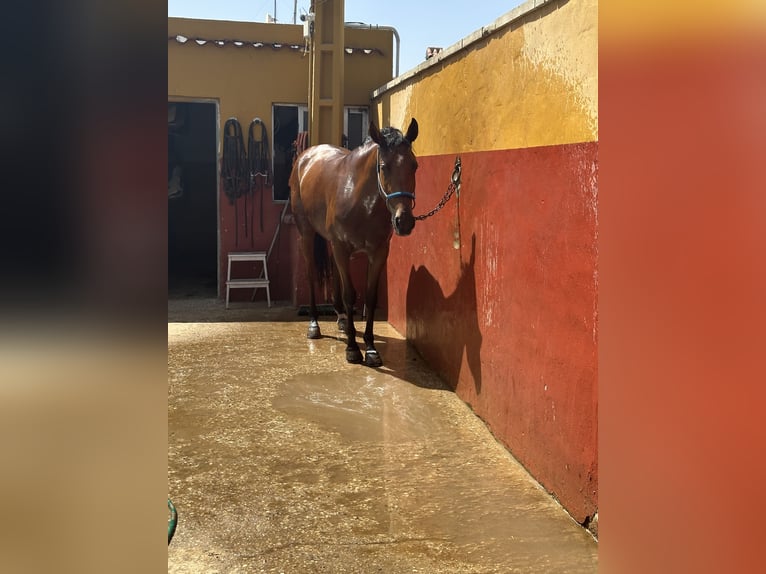 Andalusian Mare 3 years 15,2 hh Brown in Ennepetal