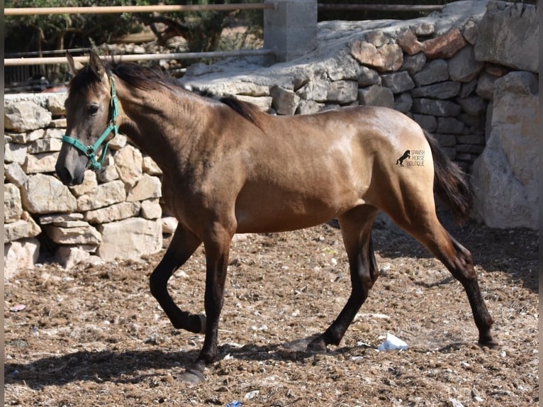 Andalusian Mare 3 years 15,2 hh Dun in Mallorca