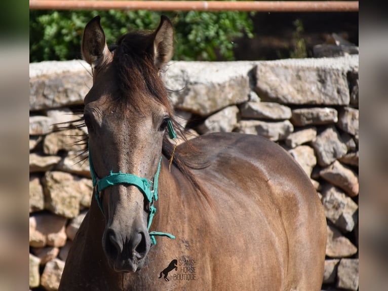 Andalusian Mare 3 years 15,2 hh Dun in Mallorca