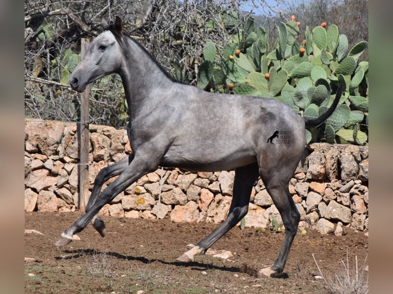 Andalusian Mare 3 years 15.2 hh Grey in Mallorca