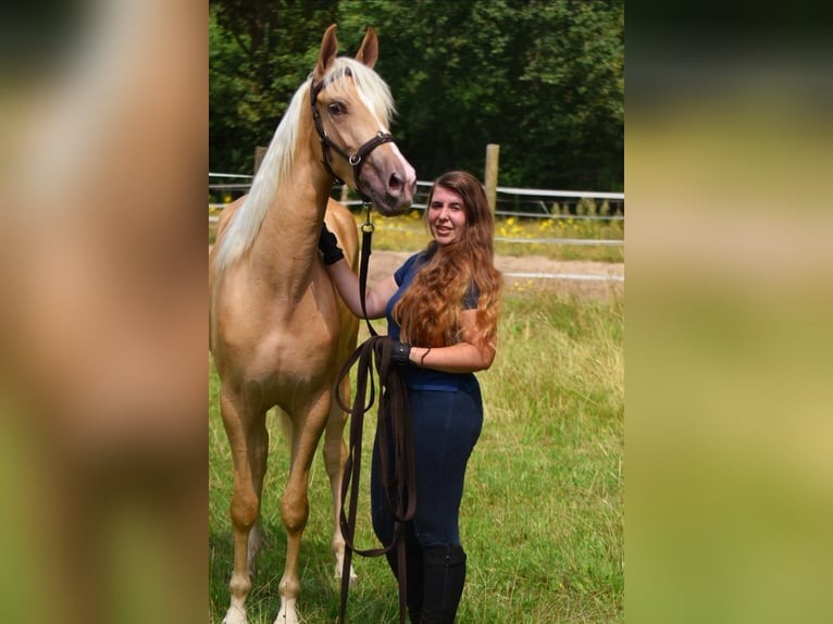 Andalusian Mix Mare 3 years 15,2 hh Palomino in Bussum