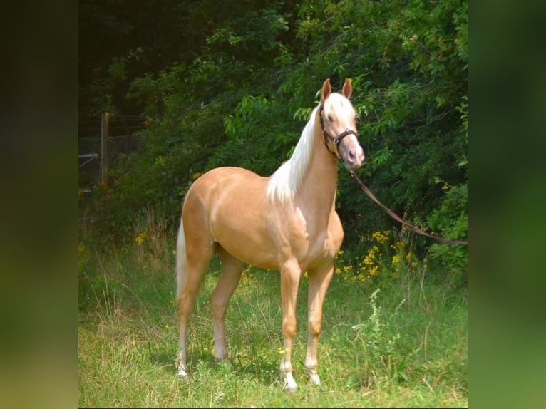 Andalusian Mix Mare 3 years 15,2 hh Palomino in Bussum