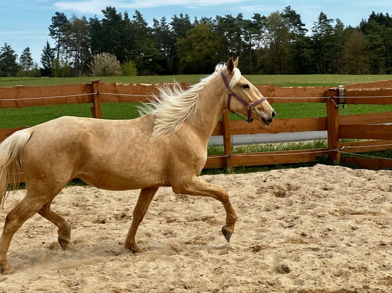 Andalusian Mix Mare 3 years 15.2 hh Palomino in Gößweinstein