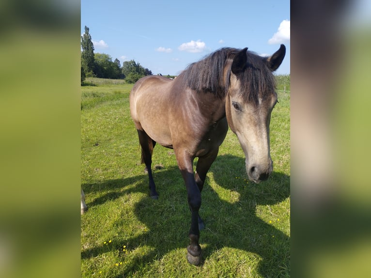 Andalusian Mare 3 years 15,3 hh Buckskin in Drochtersen