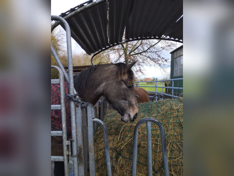 Andalusian Mare 3 years 15,3 hh Buckskin in Drochtersen