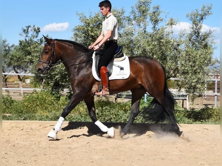 Andalusian Mare 3 years 15 hh Brown in Provinz Granada