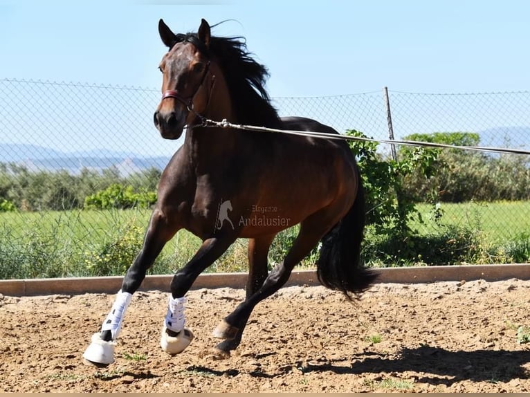 Andalusian Mare 3 years 15 hh Brown in Provinz Granada