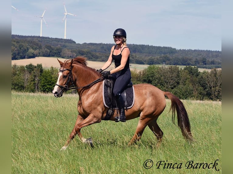 Andalusian Mare 3 years 15 hh Chestnut-Red in Wiebelseheim