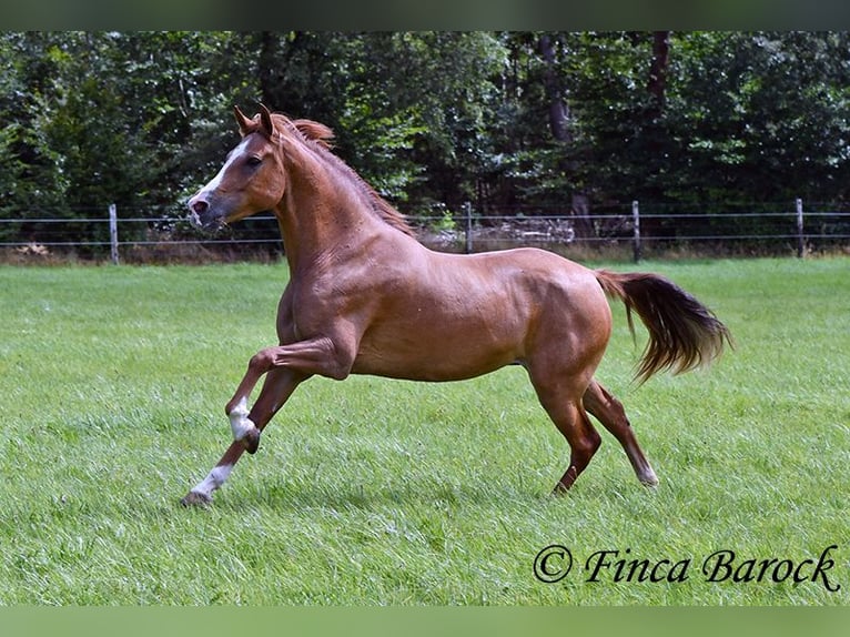 Andalusian Mare 3 years 15 hh Chestnut-Red in Wiebelseheim