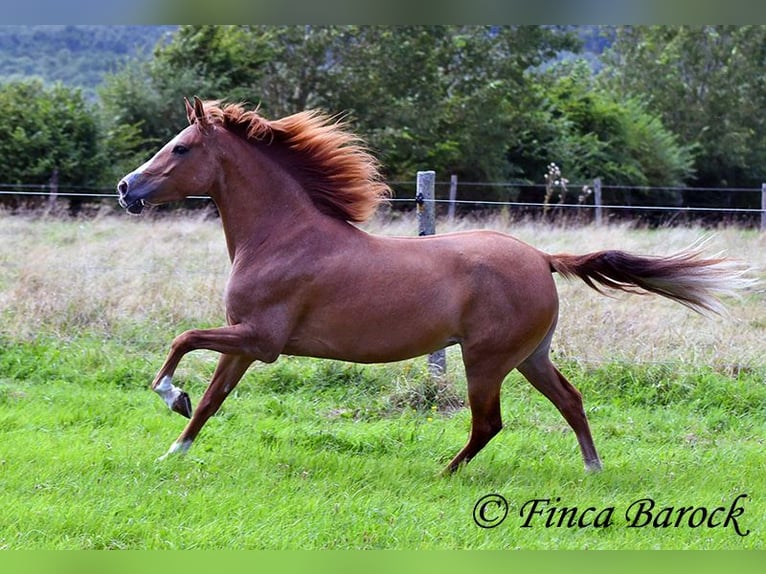 Andalusian Mare 3 years 15 hh Chestnut-Red in Wiebelseheim