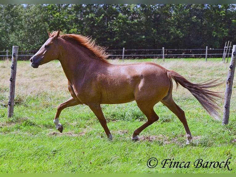 Andalusian Mare 3 years 15 hh Chestnut-Red in Wiebelseheim