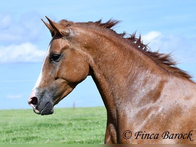 Andalusian Mare 3 years 15 hh Chestnut-Red in Wiebelseheim