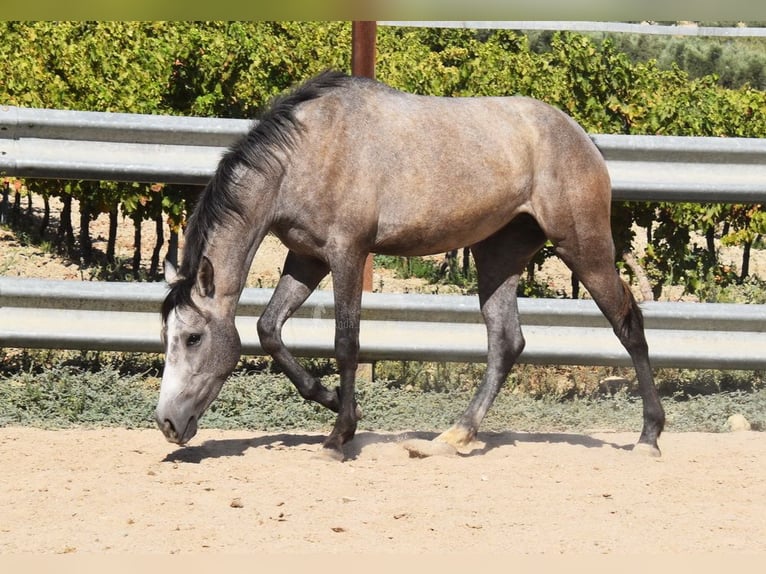 Andalusian Mare 3 years 15 hh Gray in Provinz Cordoba