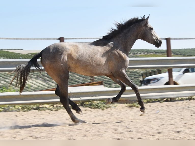 Andalusian Mare 3 years 15 hh Gray in Provinz Cordoba