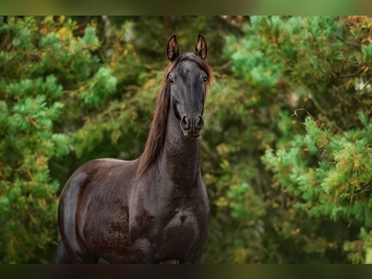Andalusian Mare 3 years 15,1 hh Black in Augšdaugavas nov.