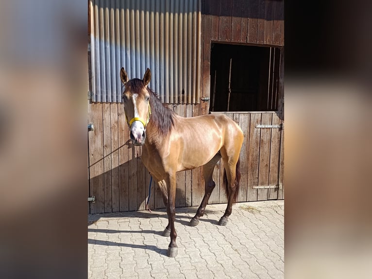 Andalusian Mix Mare 3 years 15,1 hh Buckskin in Gevelsberg