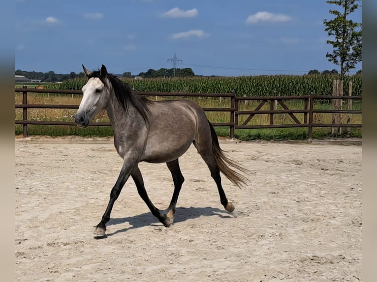 Andalusian Mare 3 years 15,1 hh Grey in BissendorfBissendorf