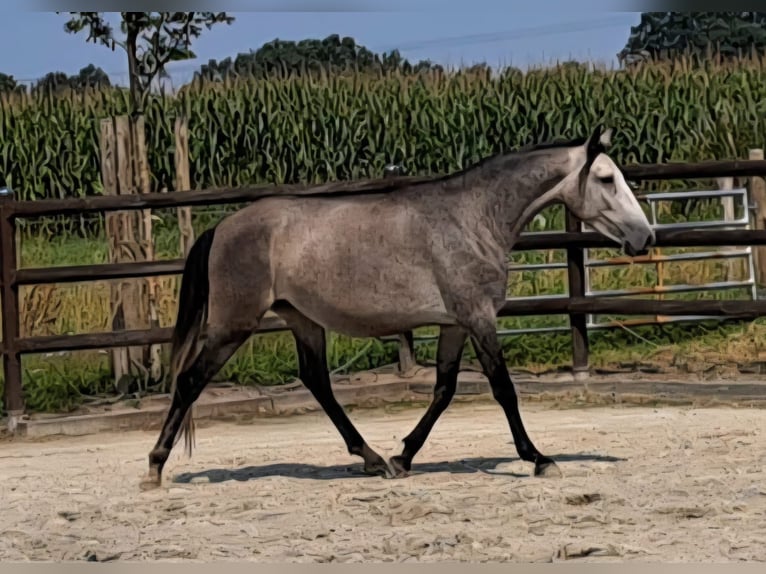Andalusian Mare 3 years 15,1 hh Grey in BissendorfBissendorf