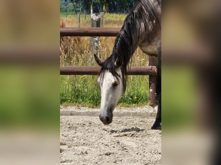 Andalusian Mare 3 years 15,1 hh Grey in BissendorfBissendorf