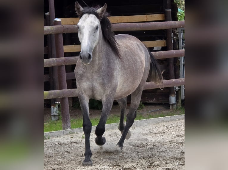 Andalusian Mare 3 years 15,1 hh Grey in BissendorfBissendorf