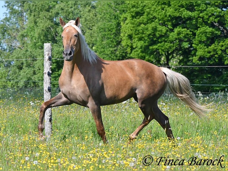 Andalusian Mare 3 years 15,1 hh Palomino in Wiebelsheim