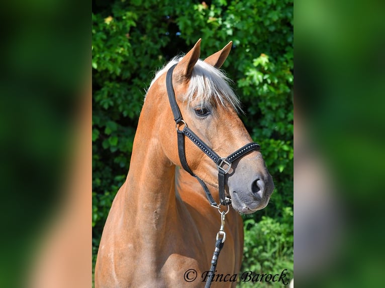 Andalusian Mare 3 years 15,1 hh Palomino in Wiebelsheim