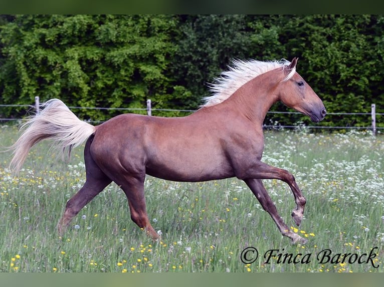 Andalusian Mare 3 years 15,1 hh Palomino in Wiebelsheim