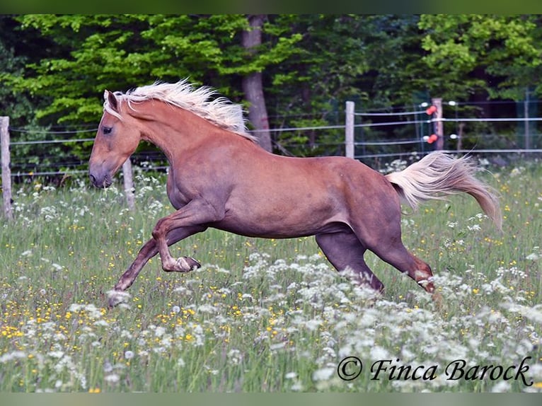 Andalusian Mare 3 years 15,1 hh Palomino in Wiebelsheim