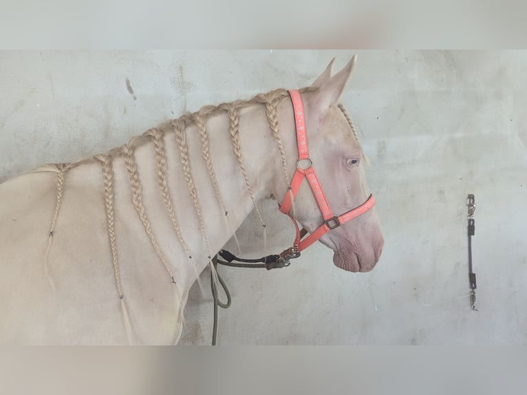 Andalusian Mare 3 years 15,1 hh Perlino in D&#xFC;rbheim