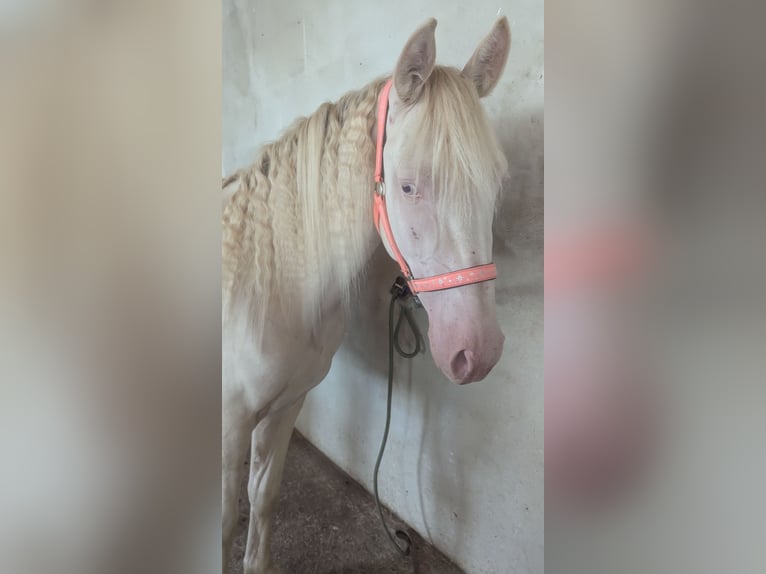 Andalusian Mare 3 years 15,1 hh Perlino in D&#xFC;rbheim