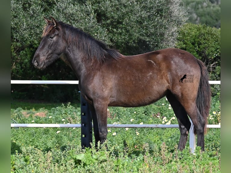 Andalusian Mare 3 years 15,2 hh Black in Menorca