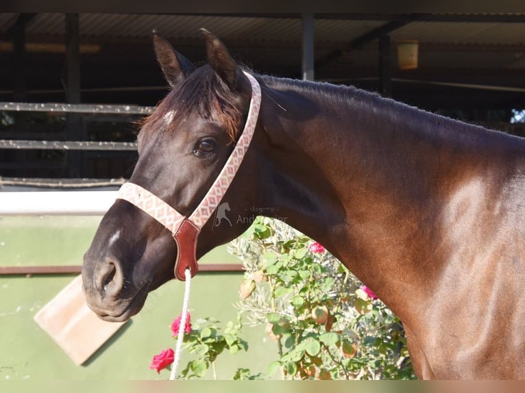 Andalusian Mare 3 years 15,2 hh Black in Provinz Malaga