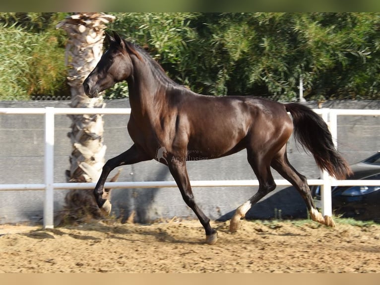 Andalusian Mare 3 years 15,2 hh Black in Provinz Malaga