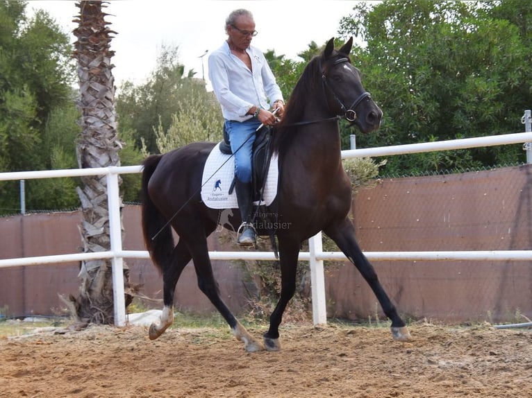 Andalusian Mare 3 years 15,2 hh Black in Provinz Malaga