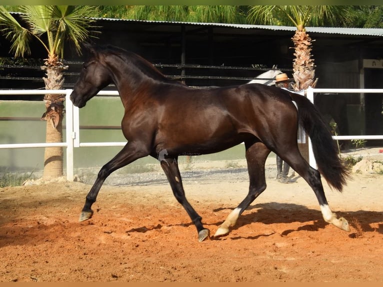 Andalusian Mare 3 years 15,2 hh Black in Provinz Malaga