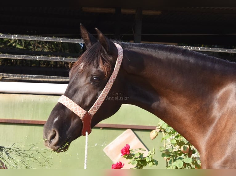Andalusian Mare 3 years 15,2 hh Black in Provinz Malaga