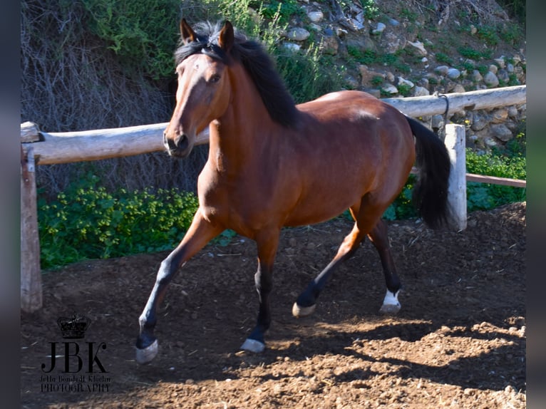 Andalusian Mix Mare 3 years 15,2 hh Brown in Tabernas Almeria