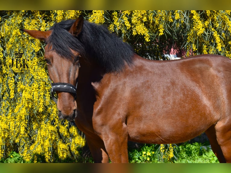 Andalusian Mix Mare 3 years 15,2 hh Brown in Tabernas Almeria