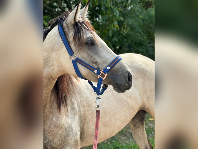 Andalusian Mare 3 years 15,2 hh Dun in Issum