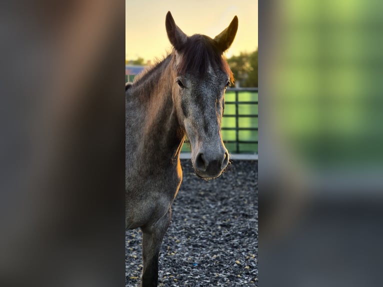 Andalusian Mare 3 years 15,2 hh Grey-Blue-Tan in Herxheim bei Landau/Pfalz