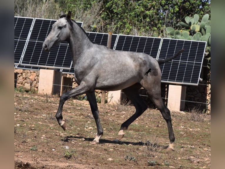 Andalusian Mare 3 years 15,2 hh Grey in Mallorca